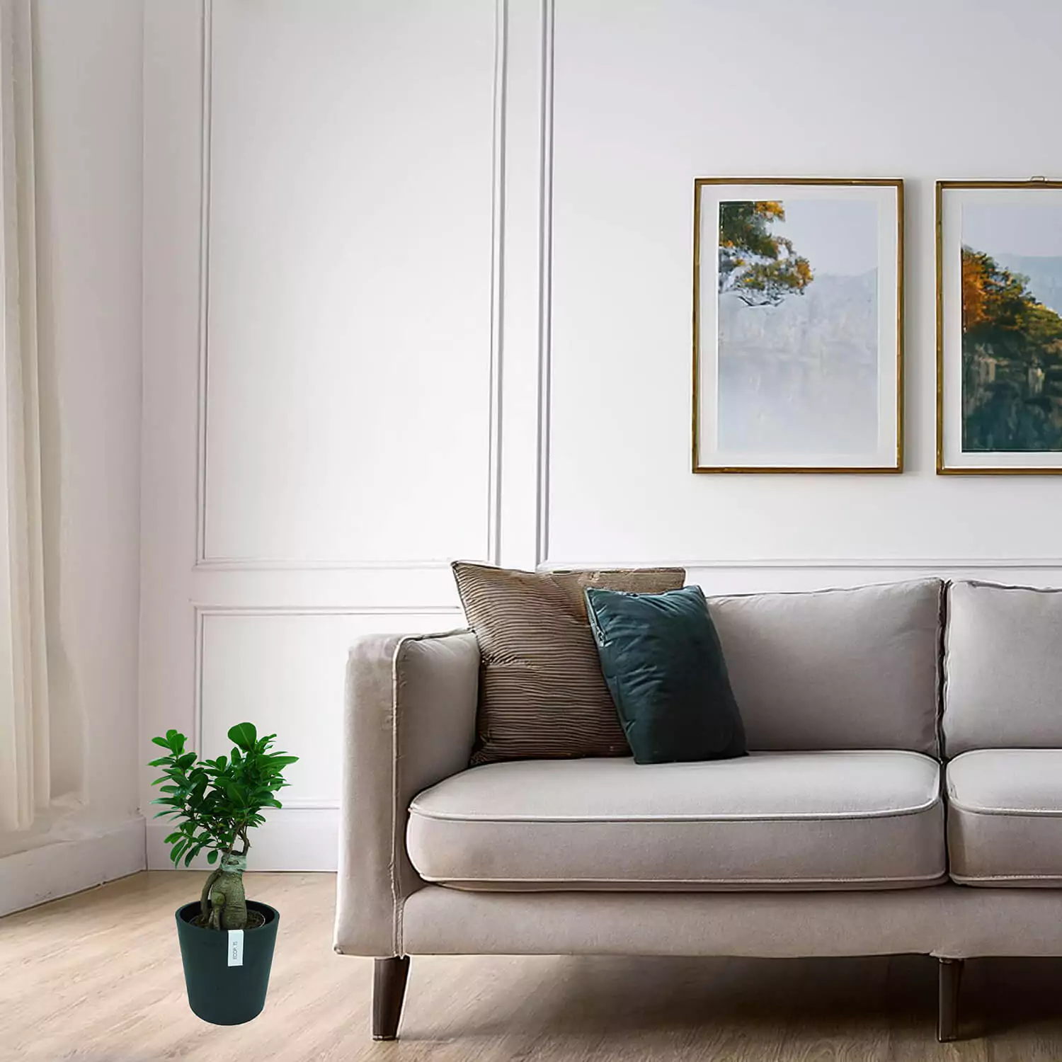 Bonsai Ficus Ginseng - immagine 7